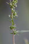 Common ragweed